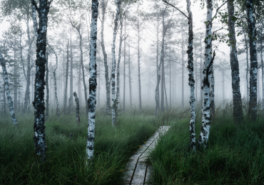 image: Where nature meets beauty - photo 5