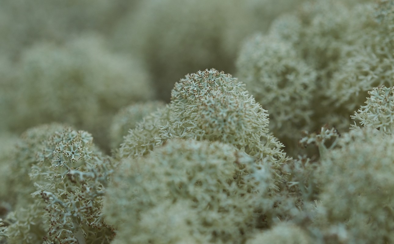 LICHEN METABOLITES – NATURE’S POTENT MULTI-FUNCTIONAL ACTIVES FOR COSMETICS