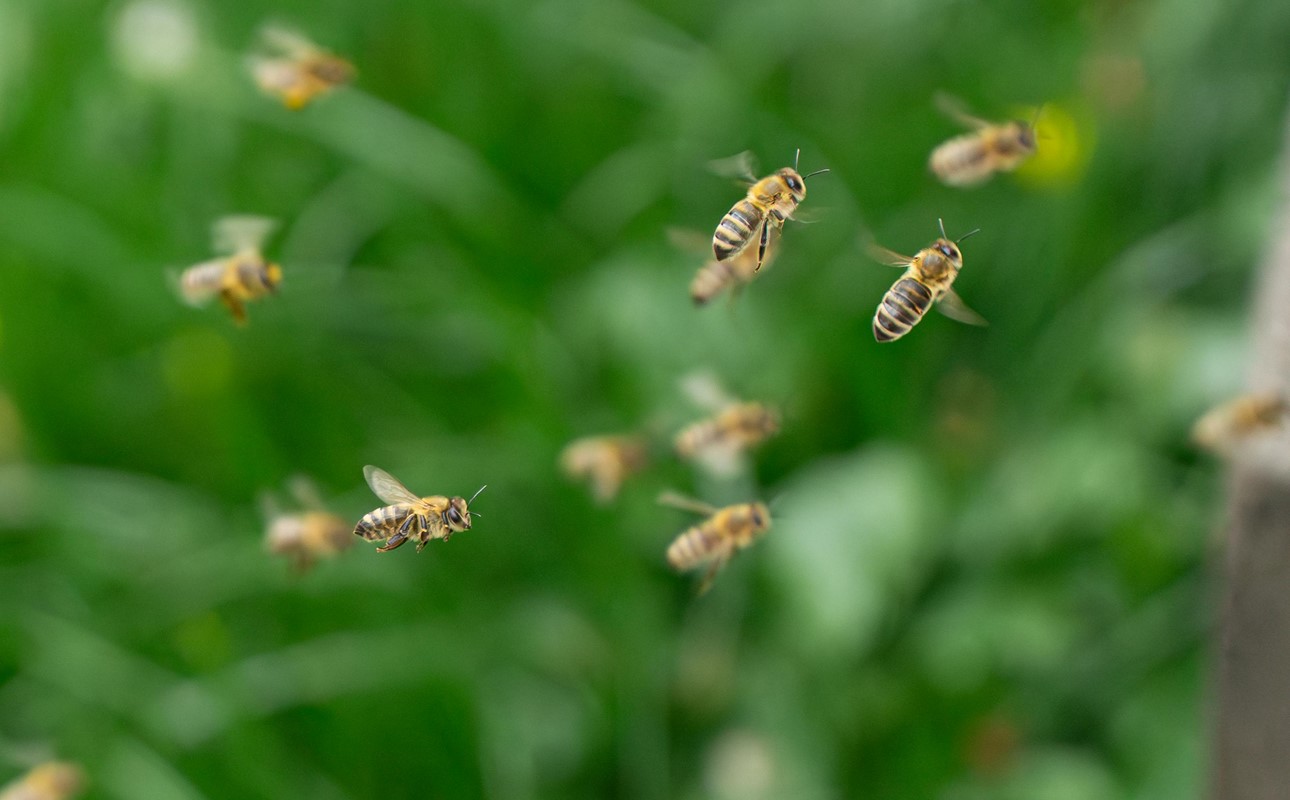 FROM HIVE TO SHELF: THE STORY OF A BRAND THAT BRINGS THE ENERGY OF BEES INTO MODERN RETAIL